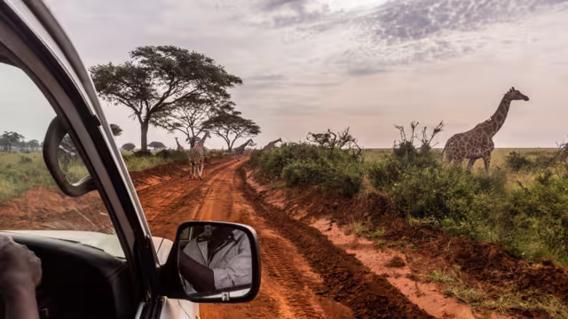 Giraffes in Murchison Falls national park, Uganda