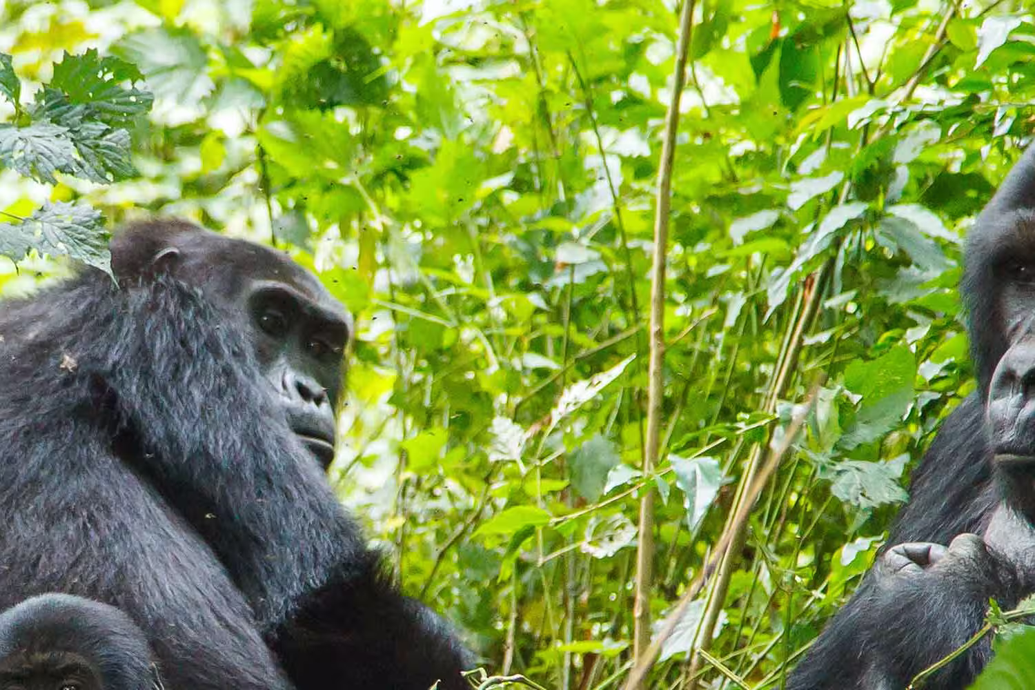 Gorilla Mountain silverbacks Africa Rwanda