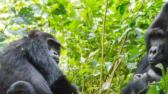 Gorilla Mountain silverbacks Africa Rwanda