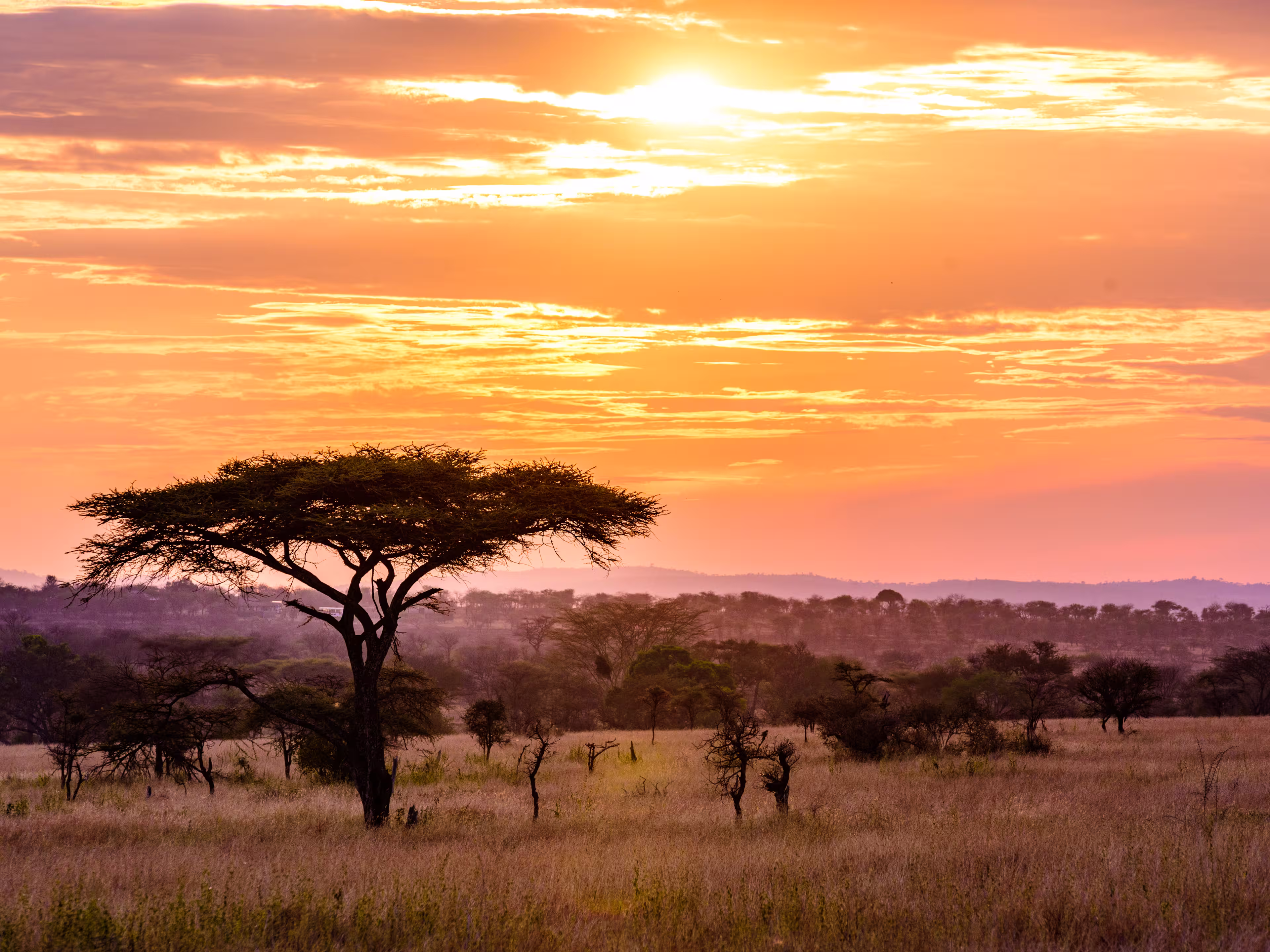 Sunset in savannah of Africa with acacia trees, Safari in Serengeti of Tanzania