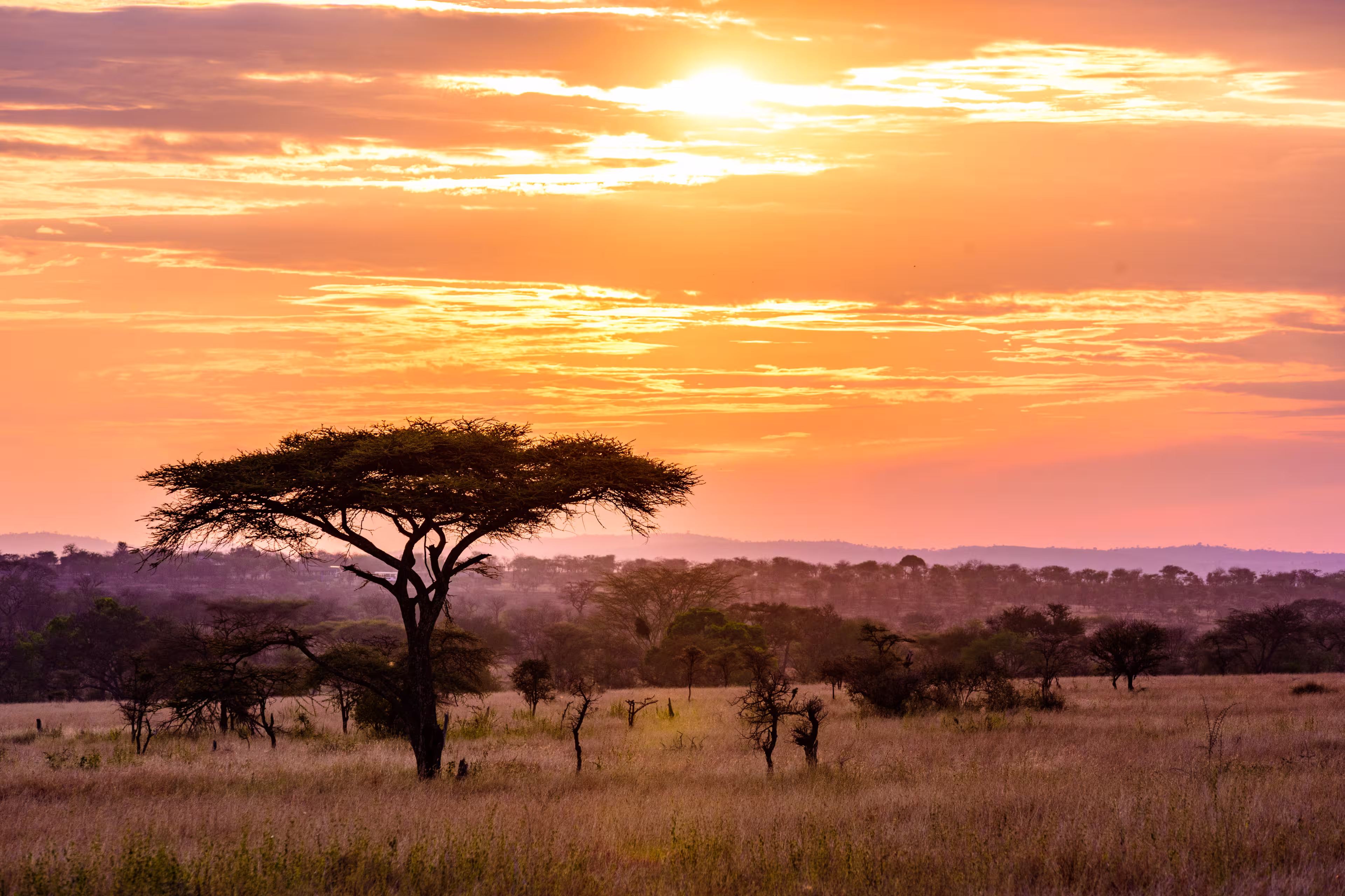 Sunset in savannah of Africa with acacia trees, Safari in Serengeti of Tanzania