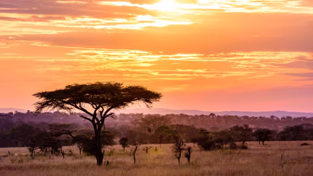 Sunset in savannah of Africa with acacia trees, Safari in Serengeti of Tanzania