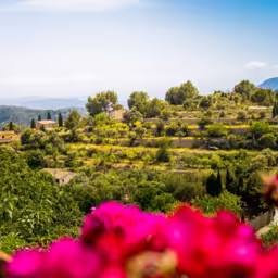 View through red geraniums from viewing platform Mirador Galilea at the square Ses Timbes also known as Plaza Pius XII or Plaza de la Iglesia in Galilea village at Mallorca to the mediterranean sea.