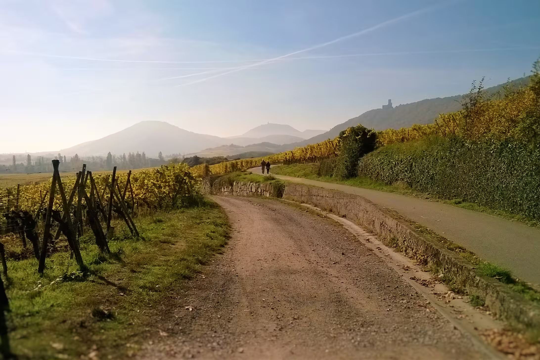 Weinberge Elsass