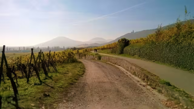 Weinberge Elsass