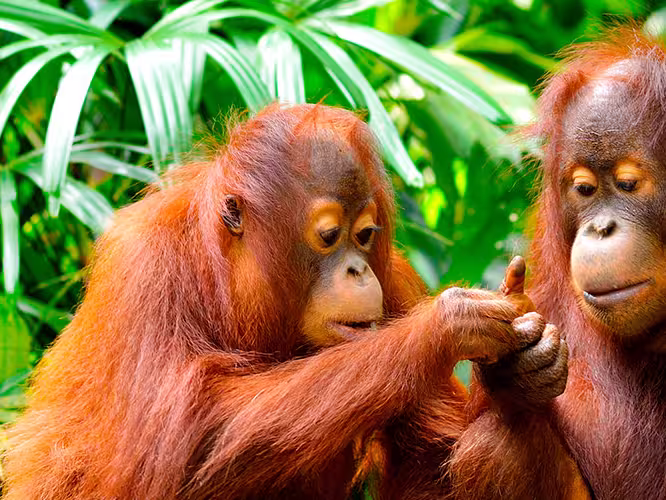 borneo orangutan family in jungle