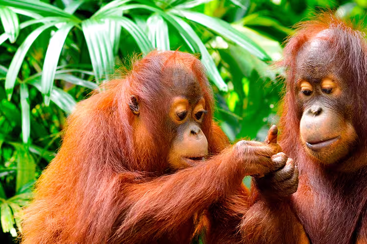 borneo orangutan family in jungle