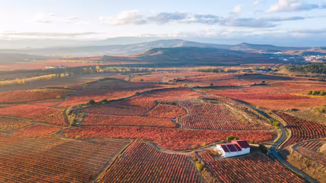 Luftbild der Weinberge von la Rioja