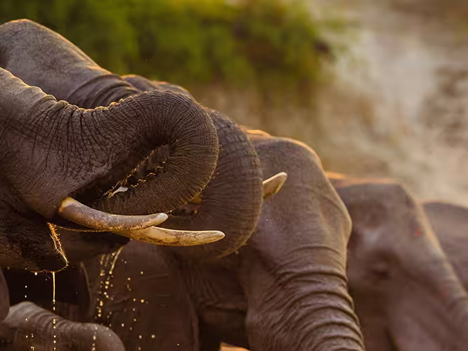 Elephants getting a drink in Chobe National Park, Botswana.