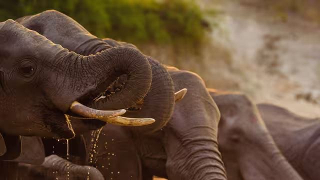 Elephants getting a drink in Chobe National Park, Botswana.
