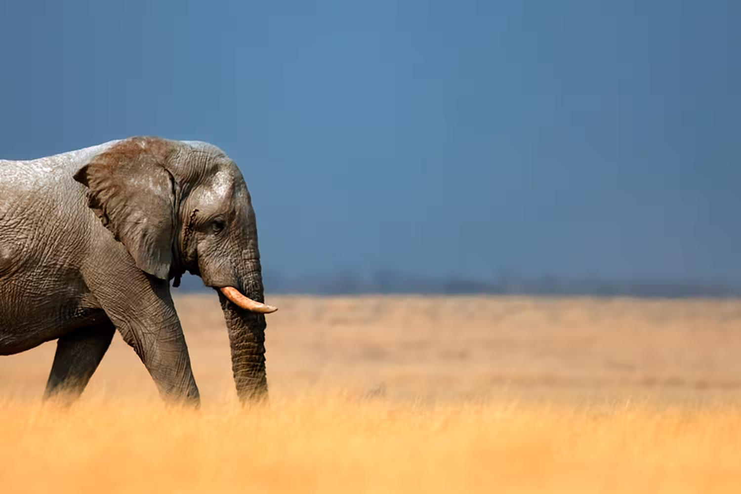 Namibia Discovery - 1