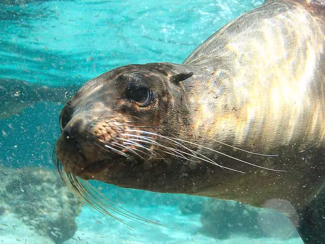 galapagos_sea-lion_ocean-swimming