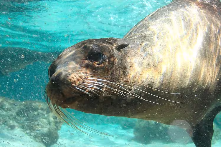 galapagos_sea-lion_ocean-swimming