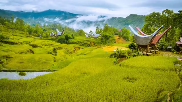 Green fields at Toraja Village, Indonesia