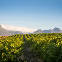 A vast green vineyard against a blue sky with mountains and clouds in the background.