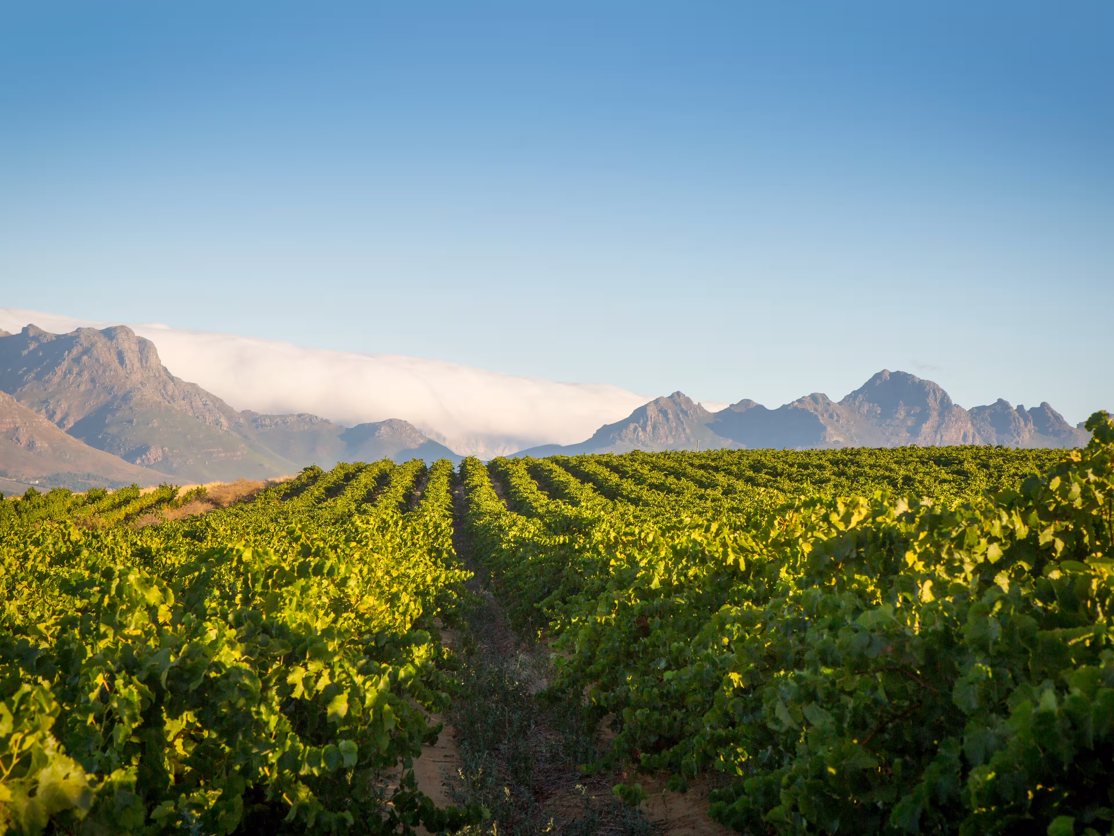 A vast green vineyard against a blue sky with mountains and clouds in the background.