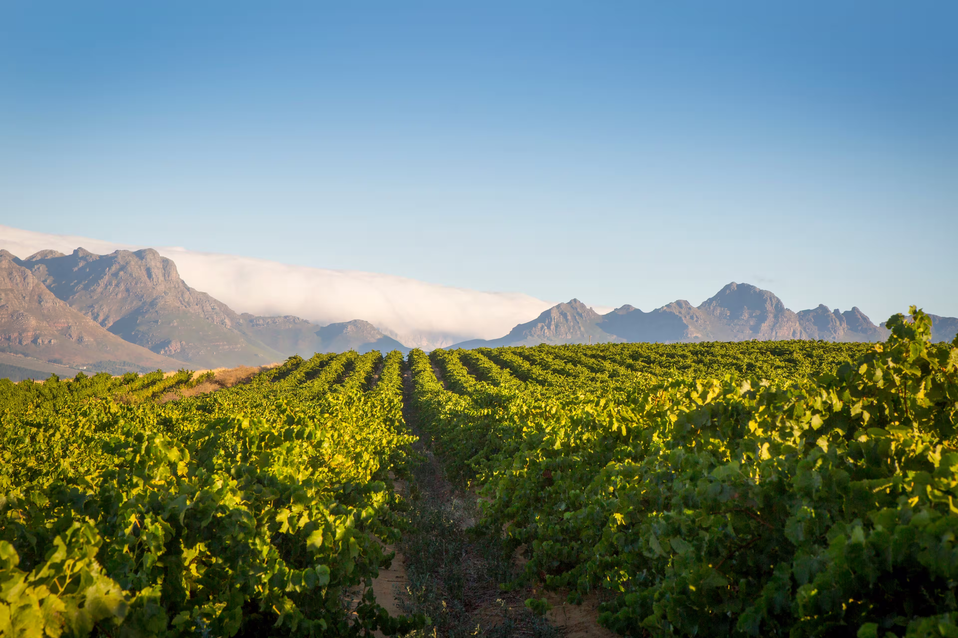 A vast green vineyard against a blue sky with mountains and clouds in the background.