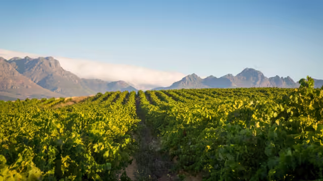 A vast green vineyard against a blue sky with mountains and clouds in the background.