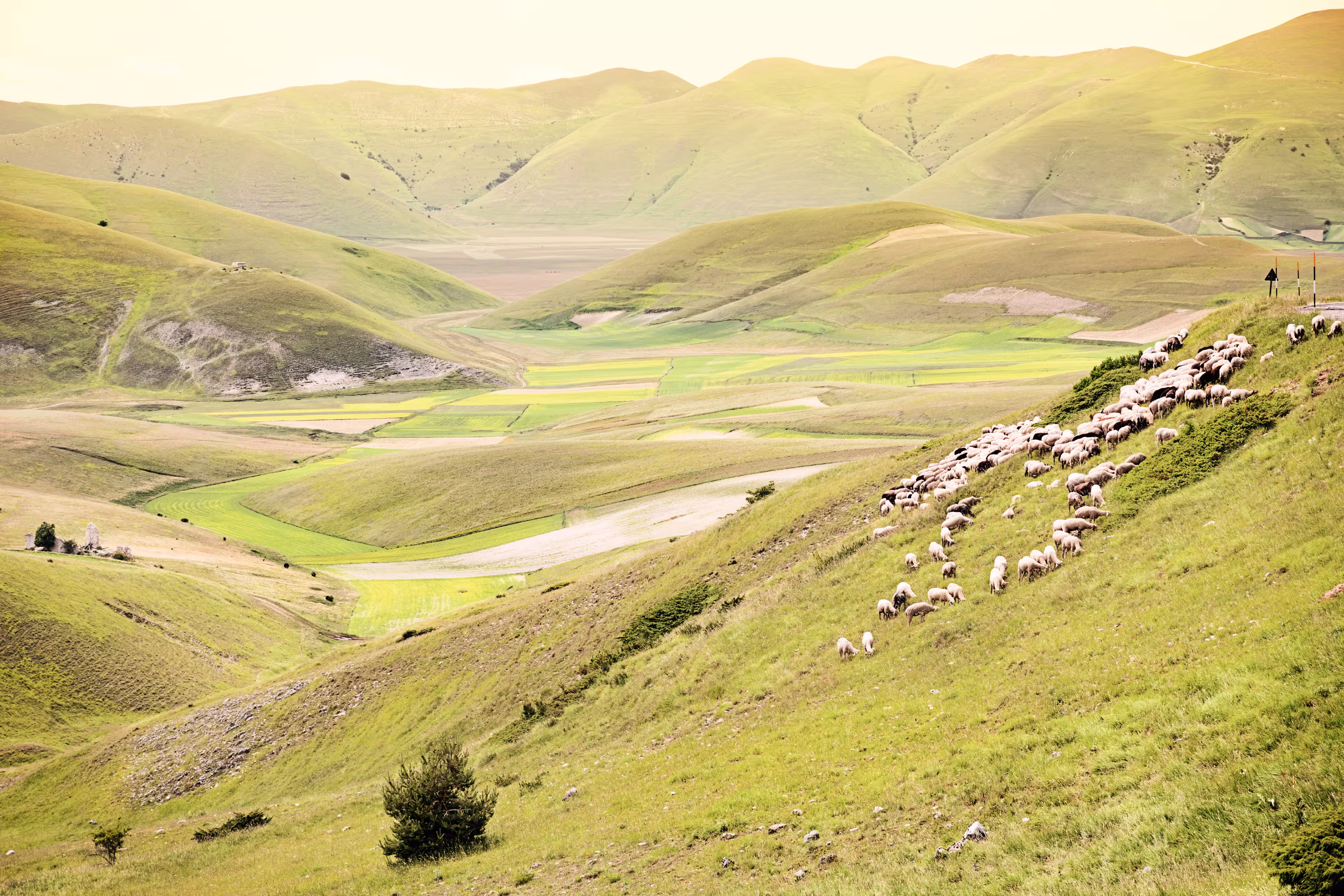 Herd of sheep at Piano Grande, Umbria, Italy