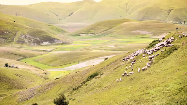 Herd of sheep at Piano Grande, Umbria, Italy