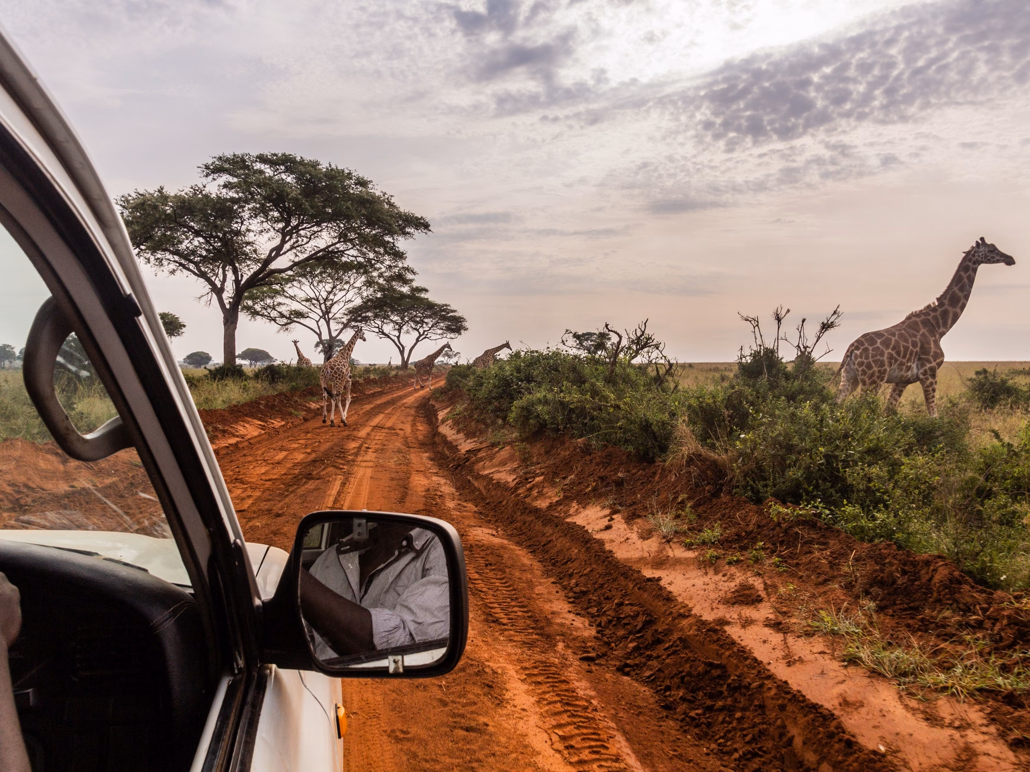 Giraffes in Murchison Falls national park, Uganda