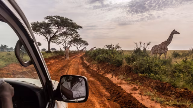 Giraffes in Murchison Falls national park, Uganda