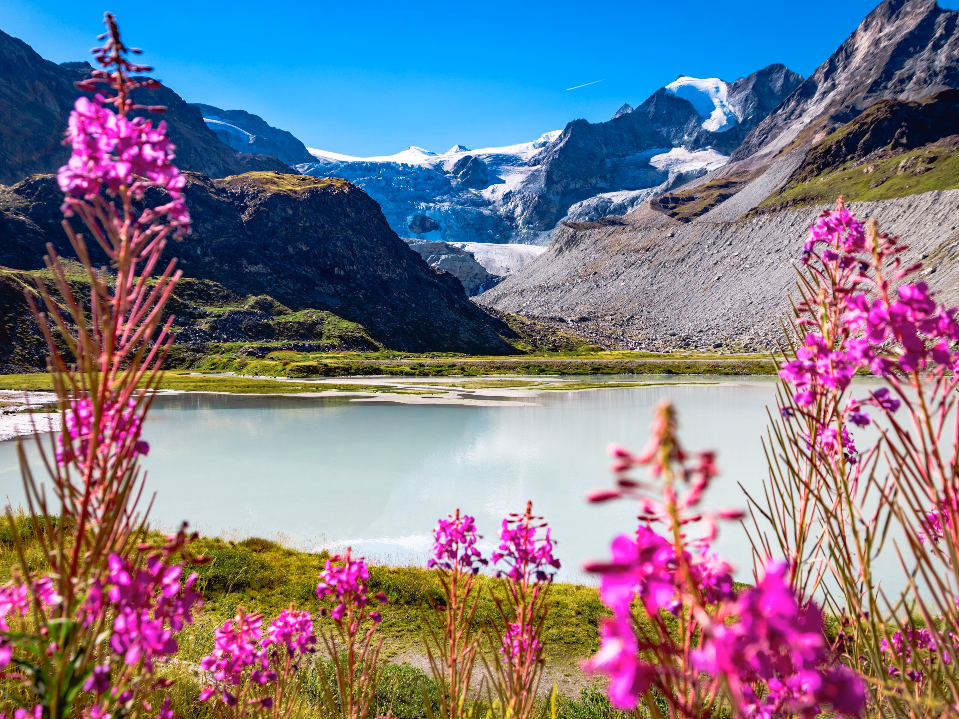 View of the Moiry Glacier from the Lac de Châteaupré surrounded by flowers in summer. Both are located in Switzerland, in the swiss canton of Valais.