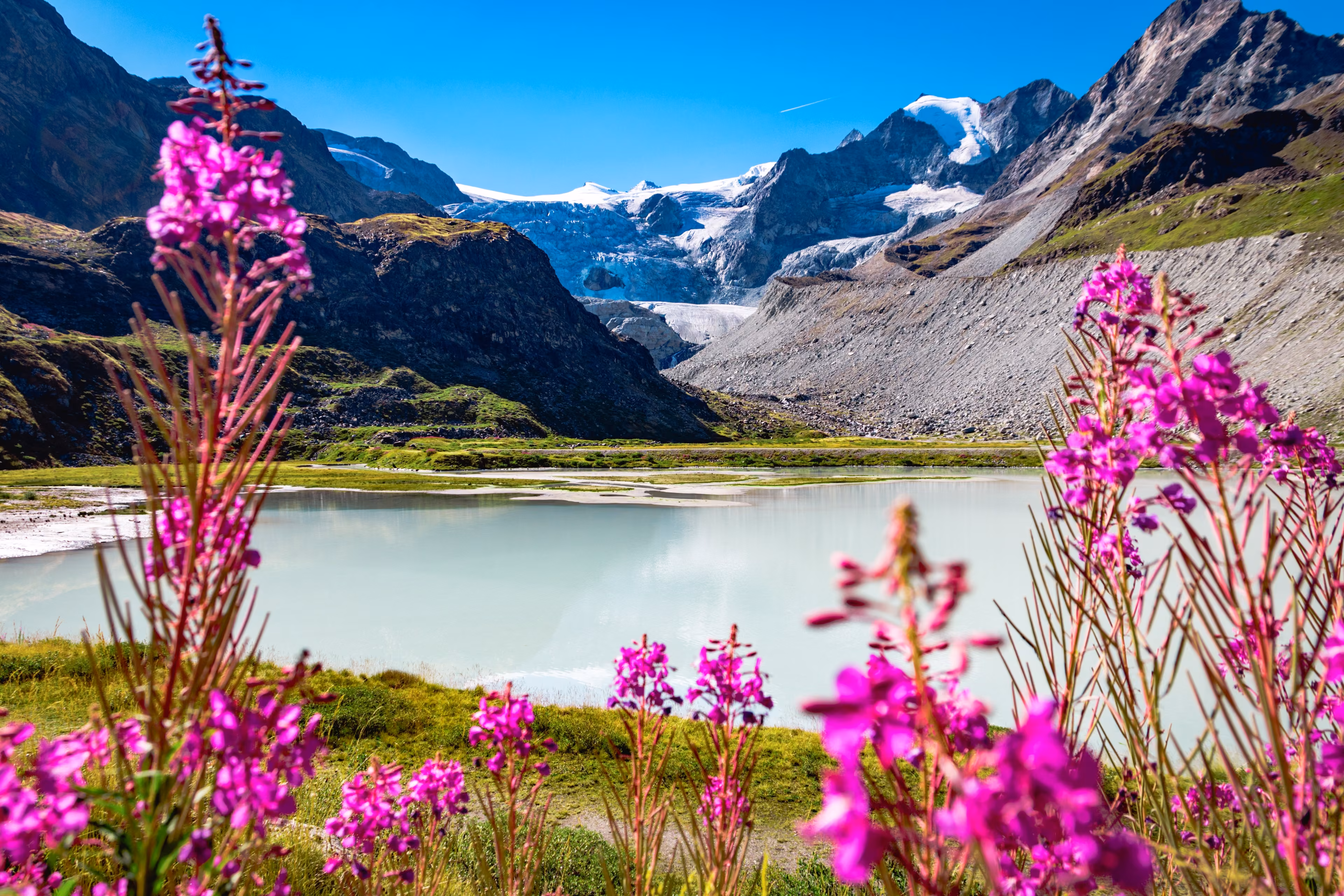 View of the Moiry Glacier from the Lac de Châteaupré surrounded by flowers in summer. Both are located in Switzerland, in the swiss canton of Valais.