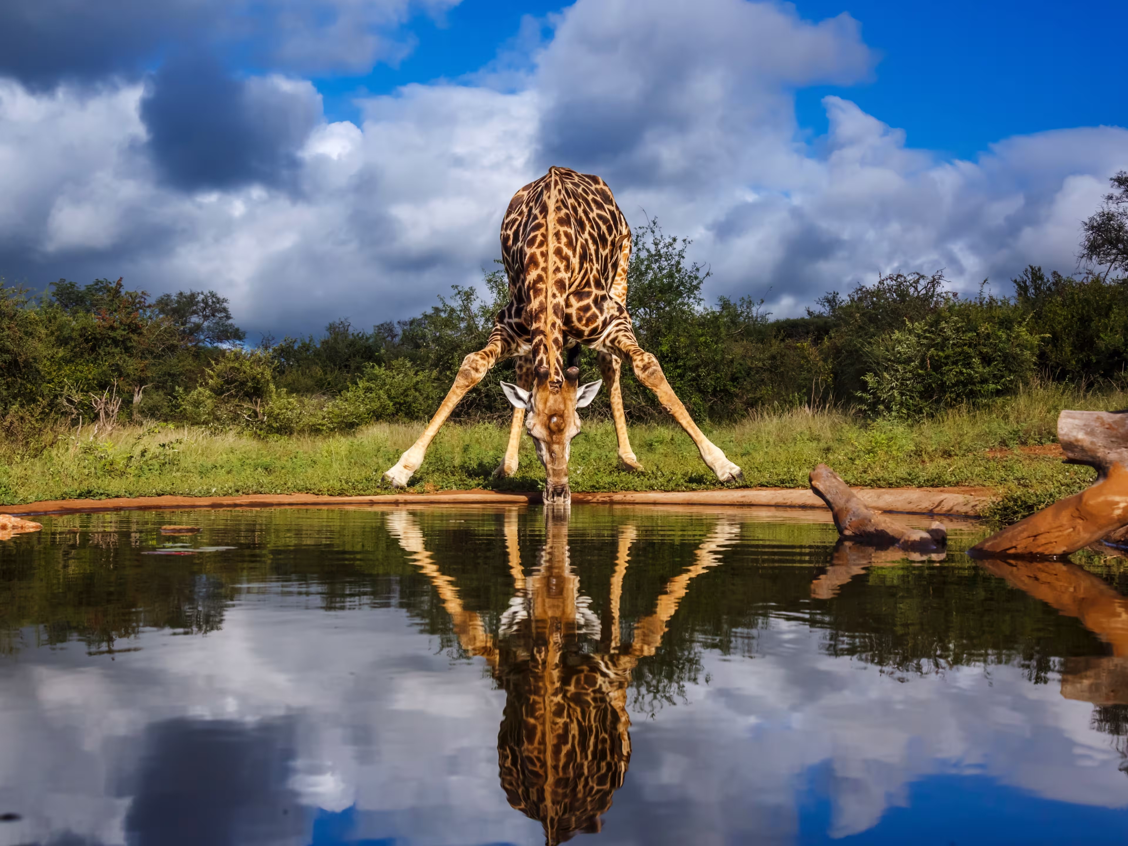 Giraffe drinking front view in waterhole in Kruger National park, South Africa ; Specie Giraffa camelopardalis family of Giraffidae
