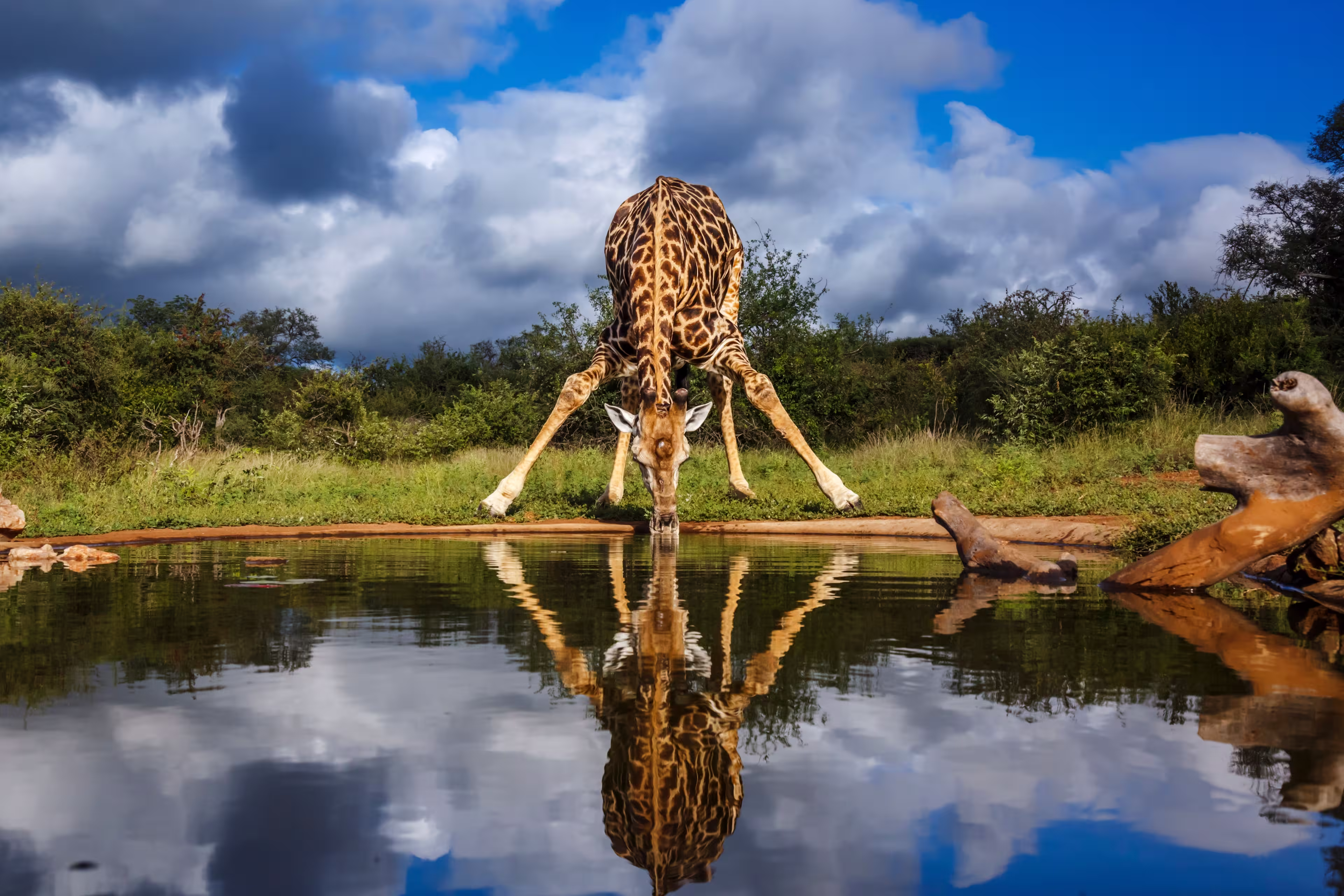 Giraffe drinking front view in waterhole in Kruger National park, South Africa ; Specie Giraffa camelopardalis family of Giraffidae