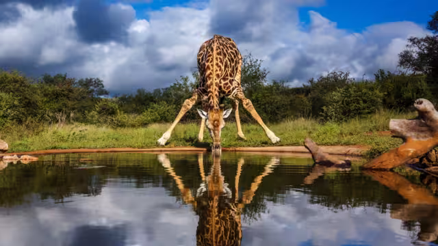 Giraffe drinking front view in waterhole in Kruger National park, South Africa ; Specie Giraffa camelopardalis family of Giraffidae
