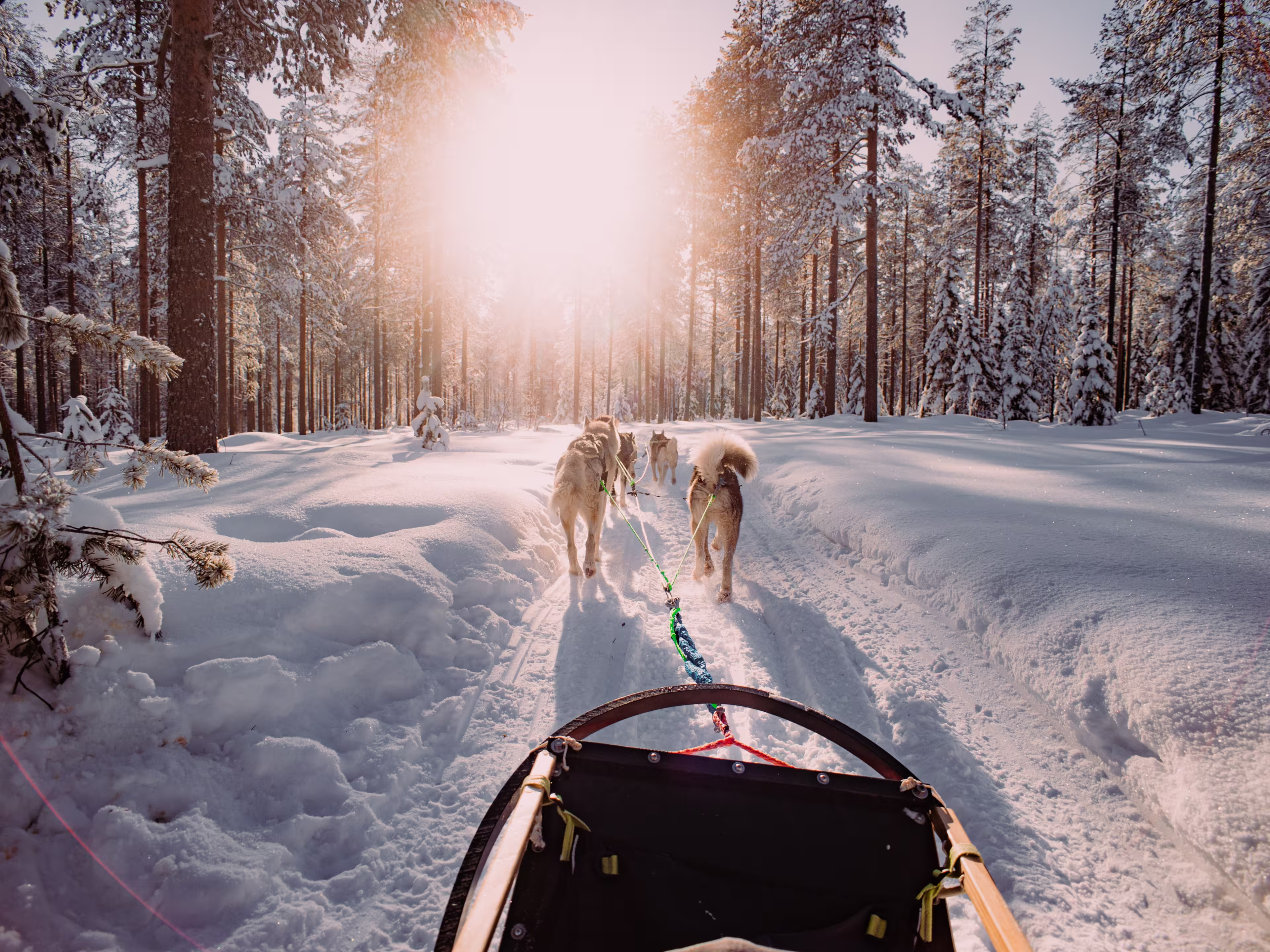 dogsledding huskies in the snowy lapland