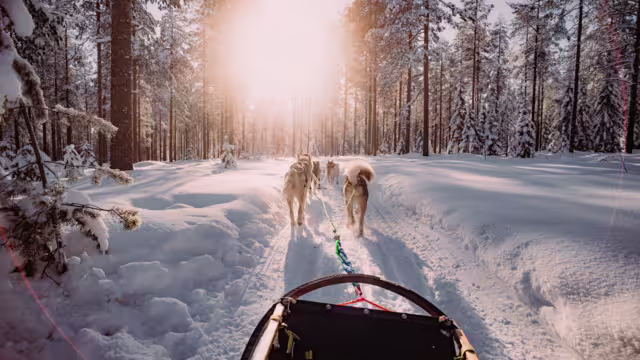 dogsledding huskies in the snowy lapland