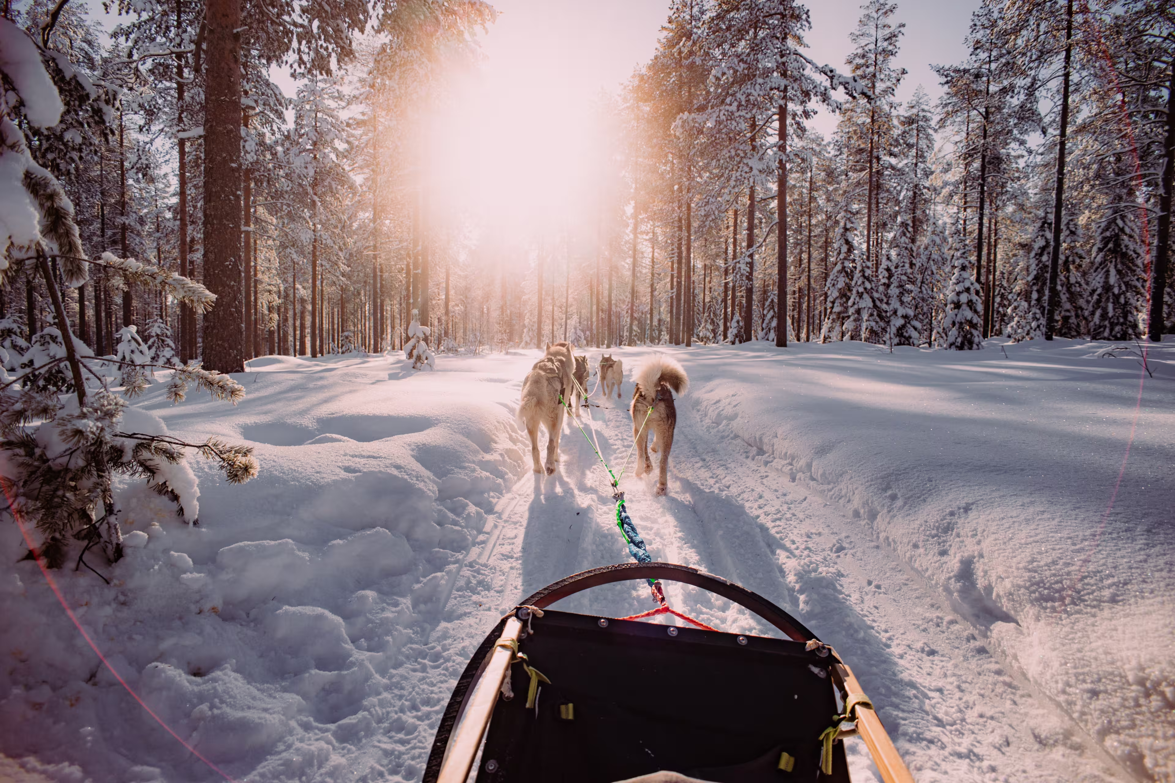 dogsledding huskies in the snowy lapland