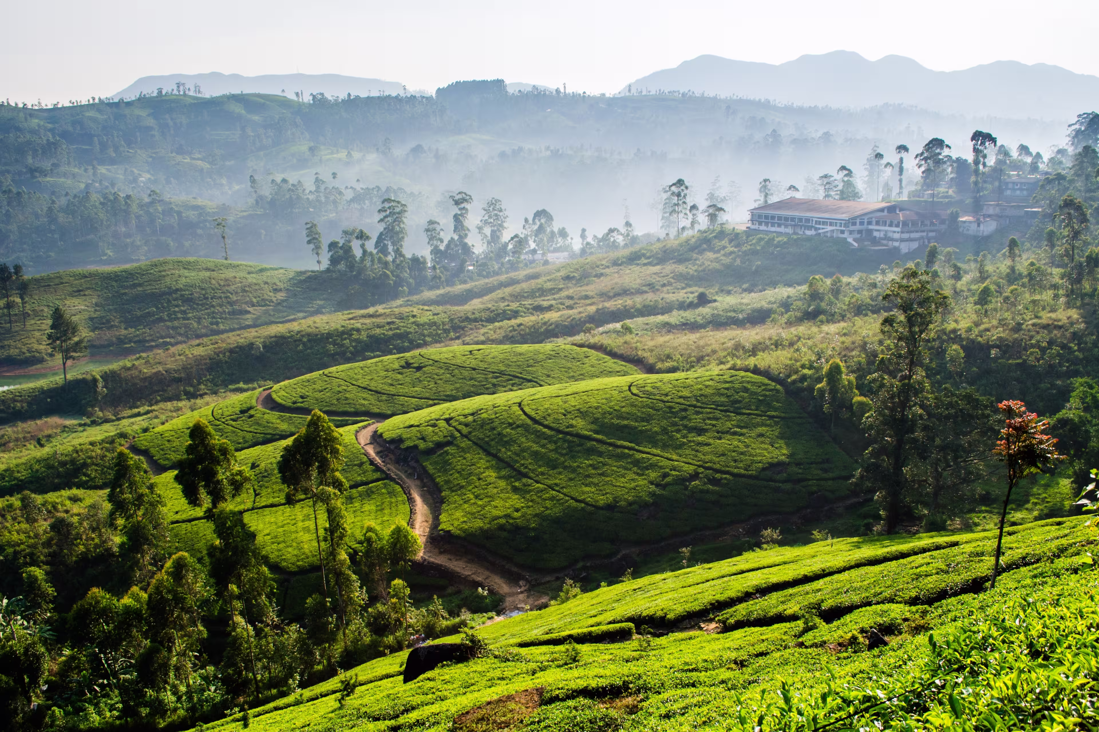 Castlereagh Reservoir, and serrounded tea plantation in hatton, Sri Lanka
