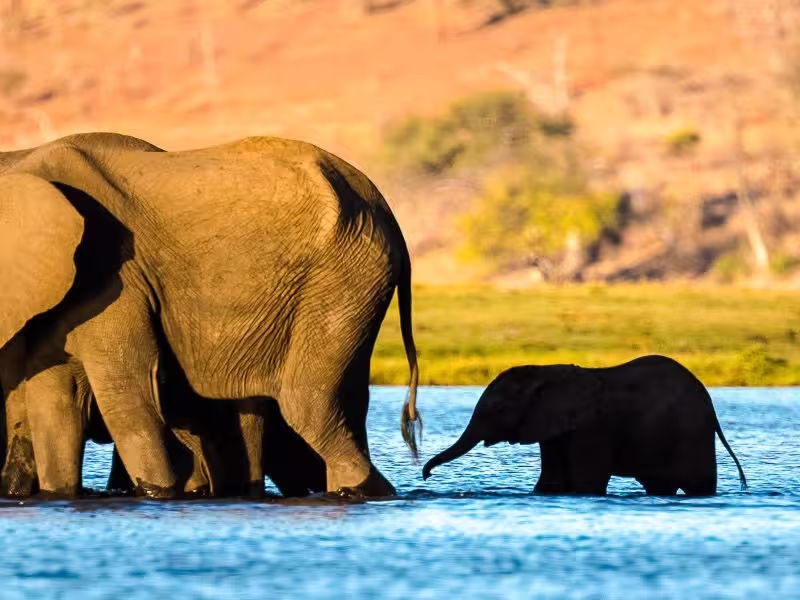 Elefanten überqueren den Fluss Chobe zur Sedudu Insel