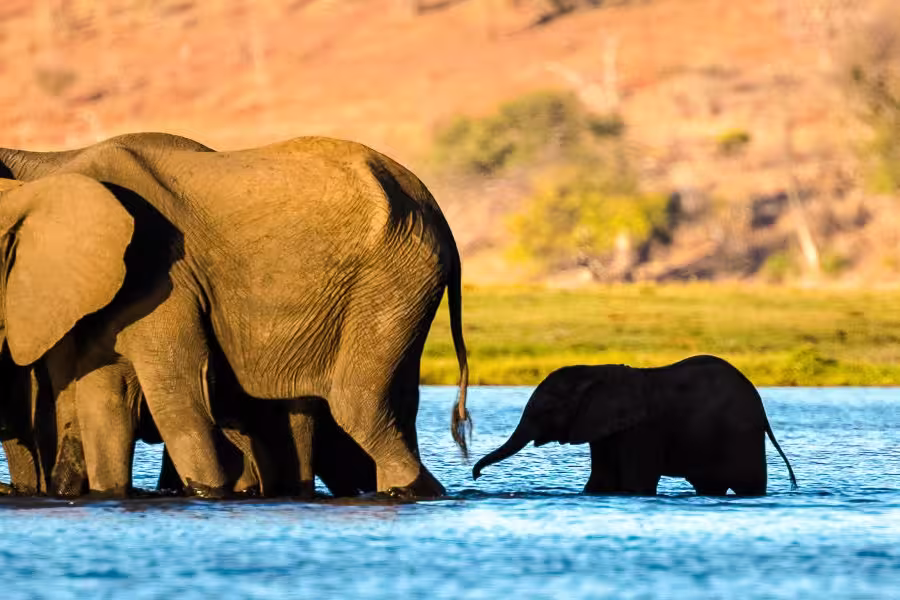 Elefanten überqueren den Fluss Chobe zur Sedudu Insel