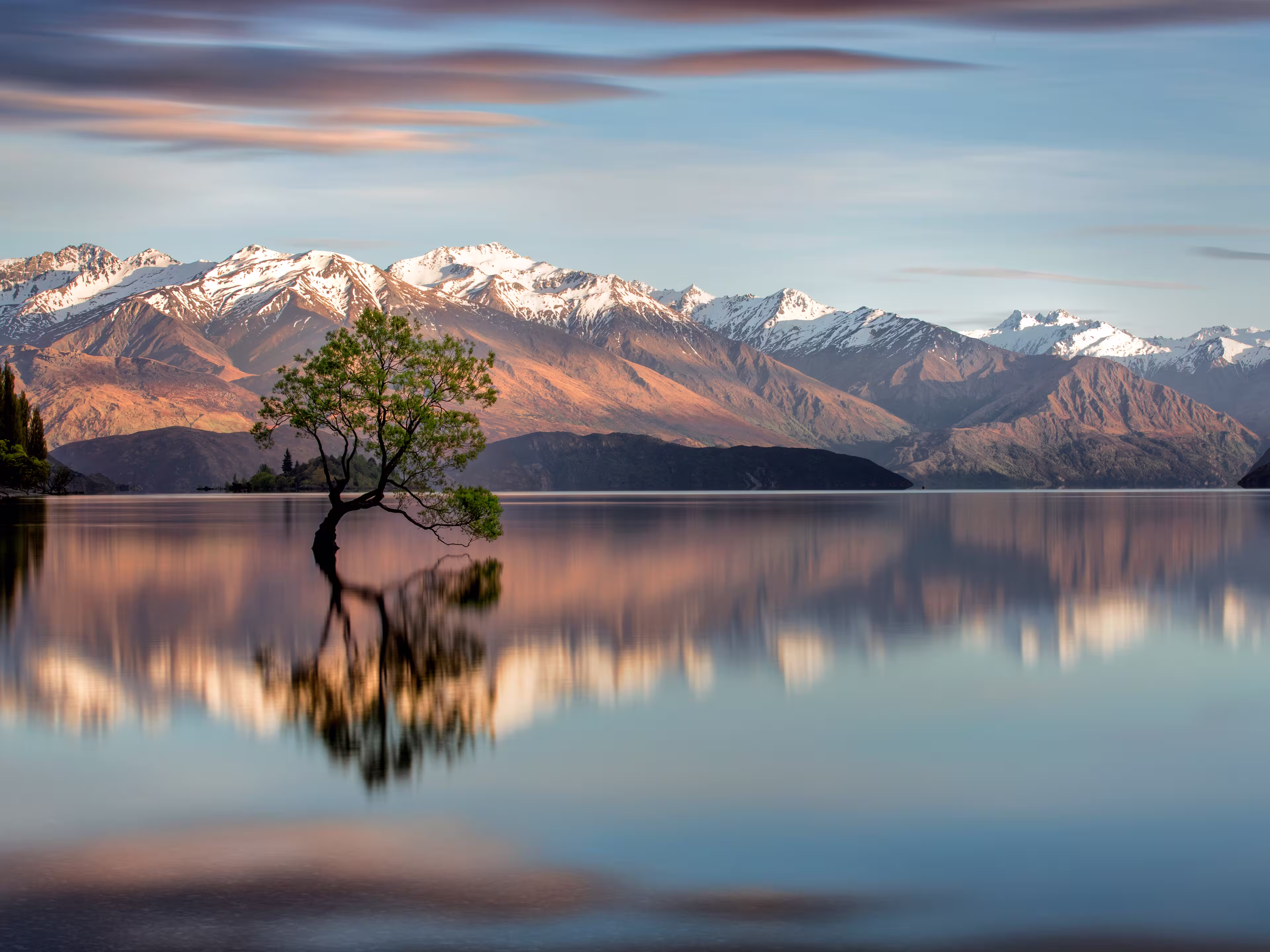 Wanaka-Baum in Wanaka, Neuseeland