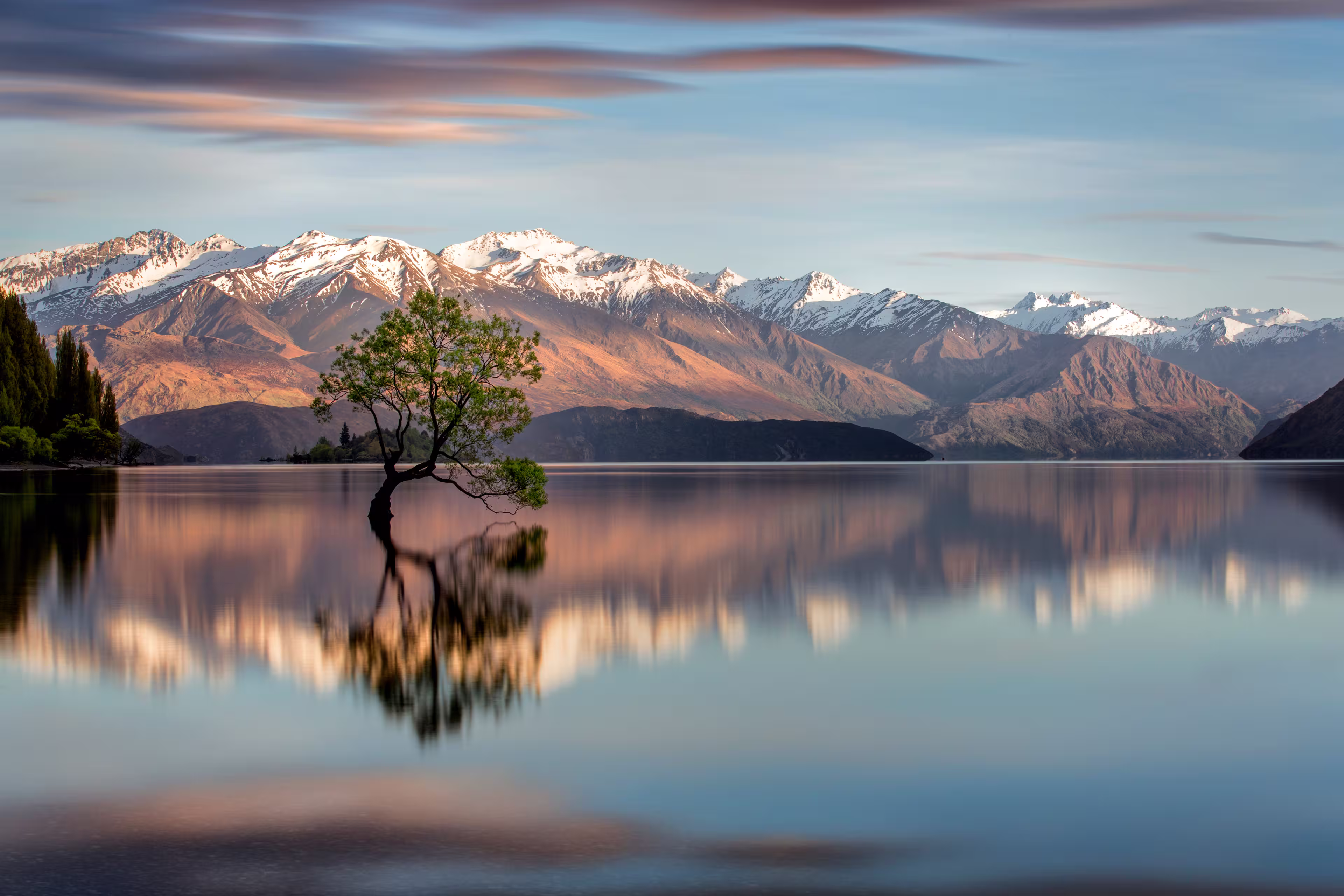 Wanaka-Baum in Wanaka, Neuseeland