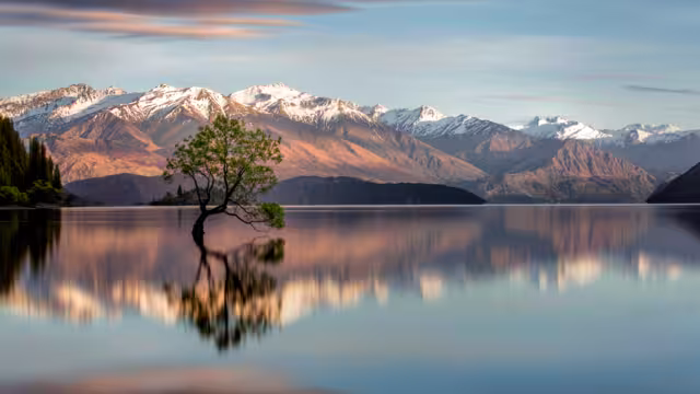 Wanaka-Baum in Wanaka, Neuseeland