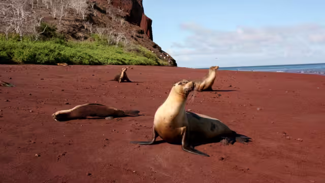 Galapagos Inseln