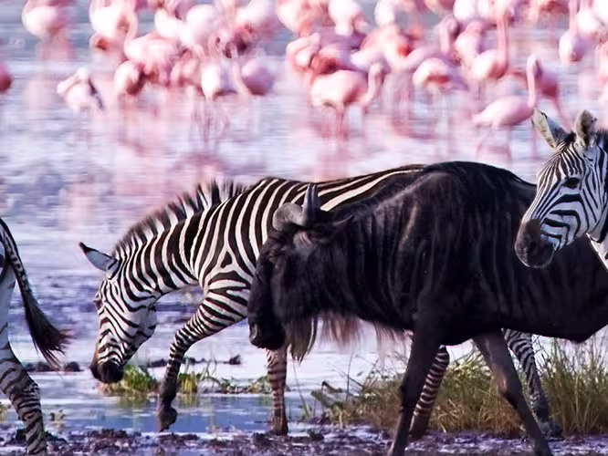 Zebras and a wildebeest walking along the shore of Lake Magadi