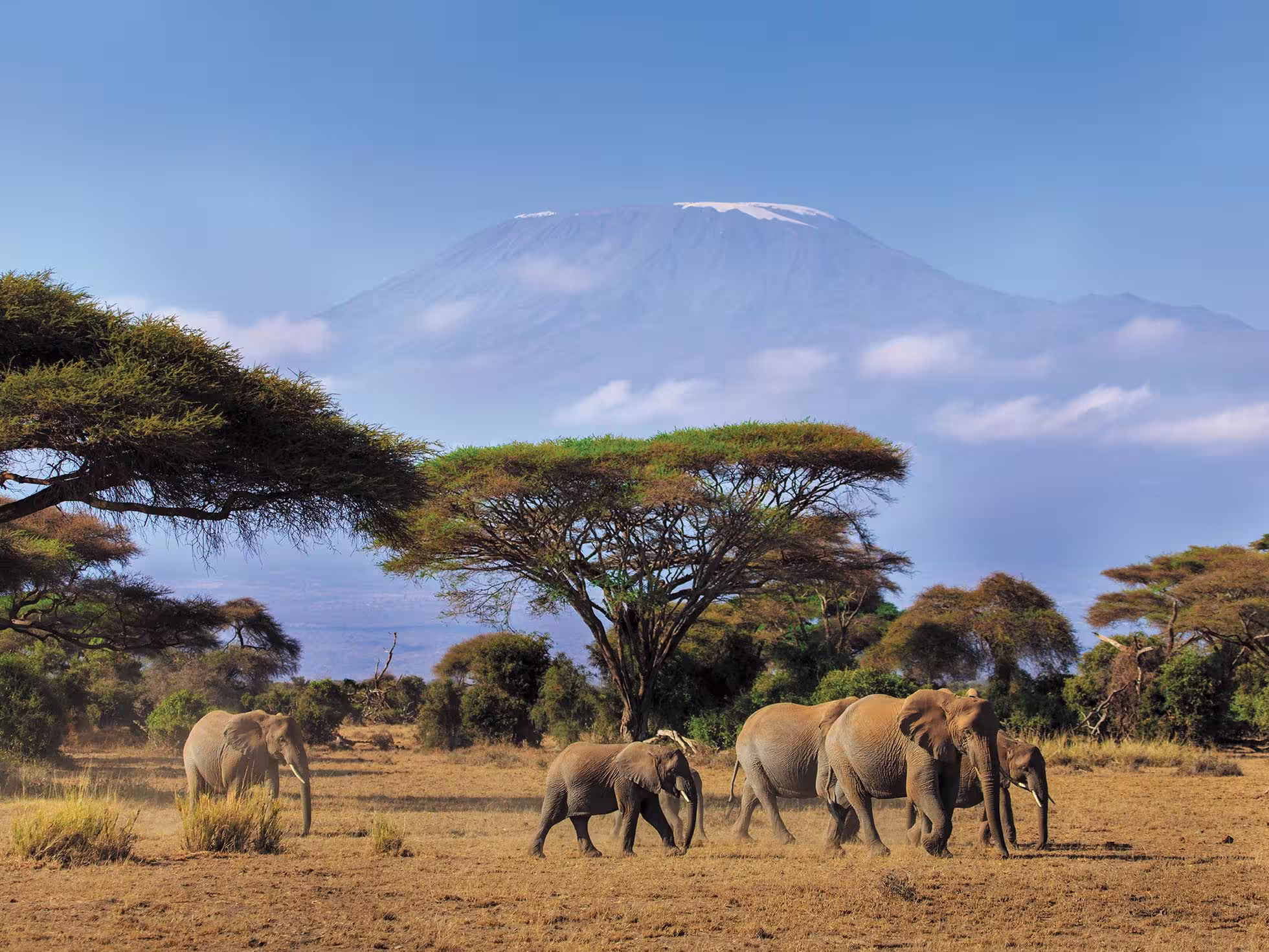 Elephants in the Savanna, Kilimanjaro in the background, Kenya
