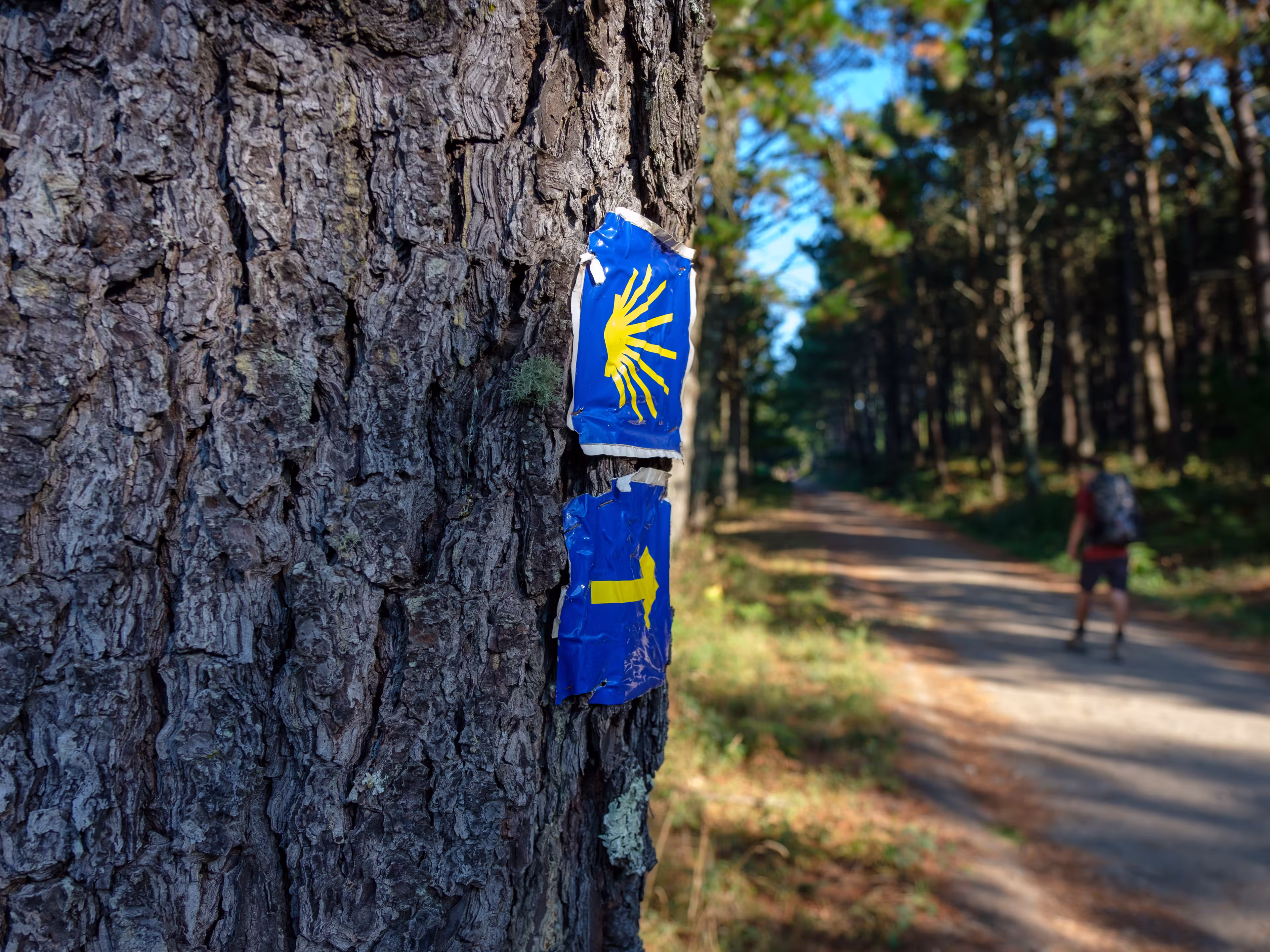 Pilgrim on the Camino de Santiago