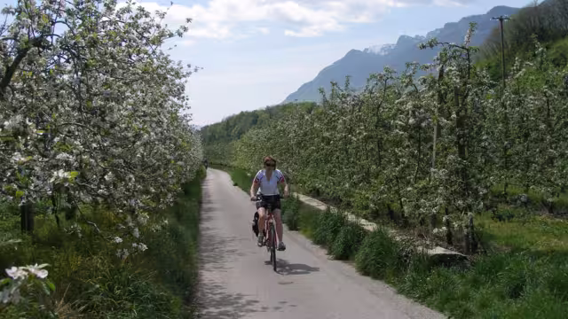 Etsch Radweg Apfelblüte