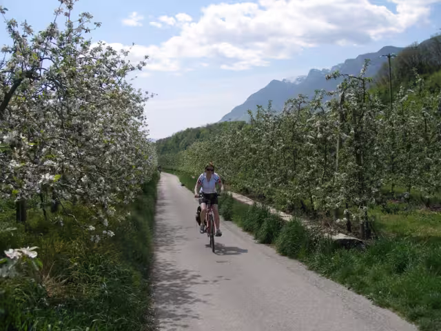 Etsch Radweg Apfelblüte