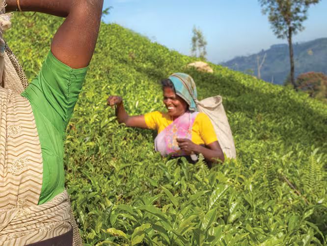 sri lanka tea pickers women smile