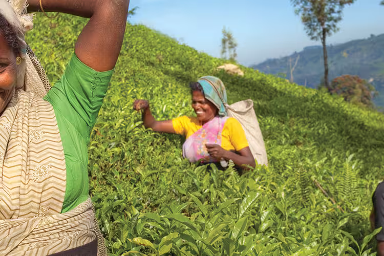 sri lanka tea pickers women smile