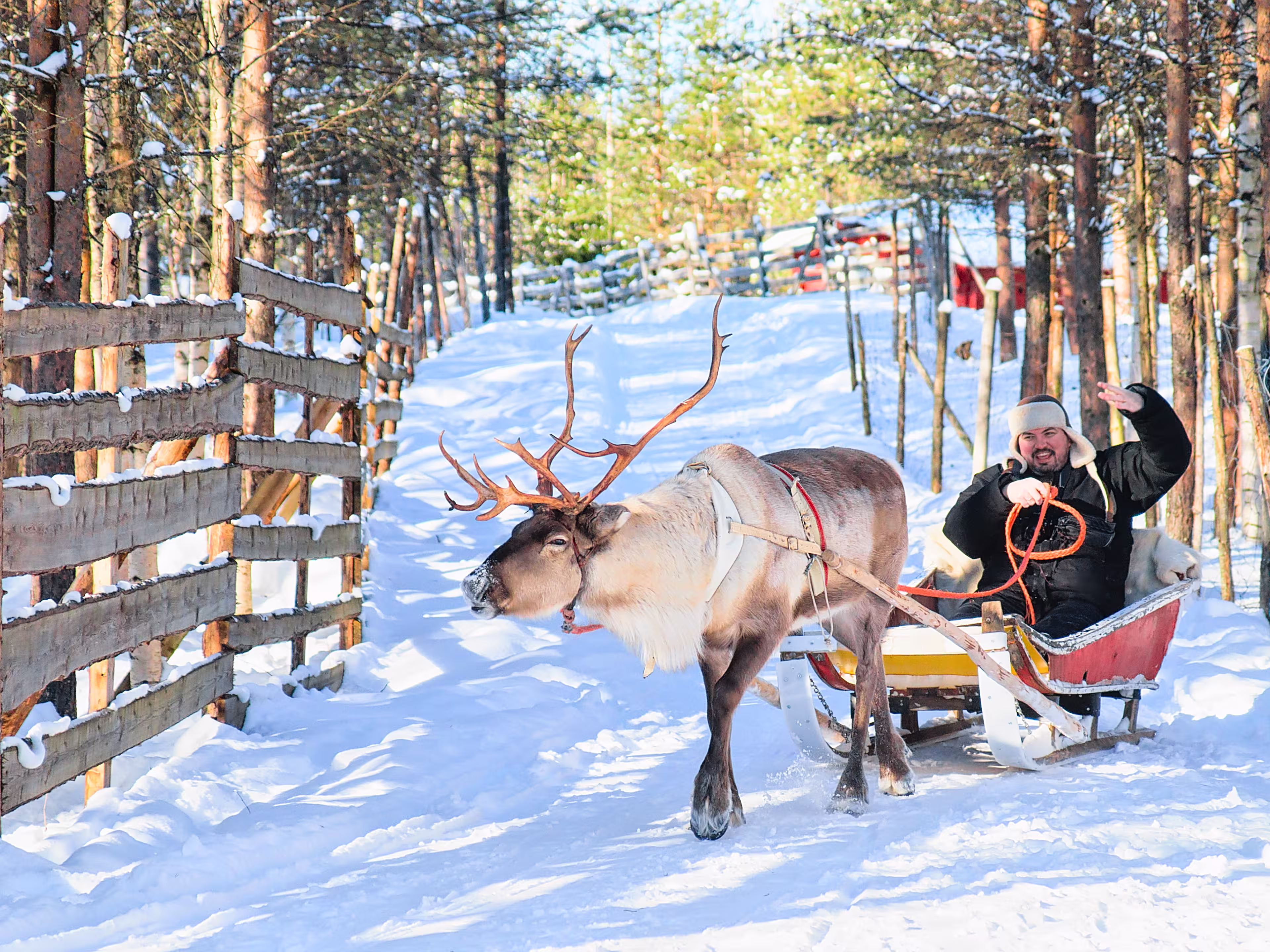 Man riding Reindeer sled in winter Rovaniemi, Lapland, Finland