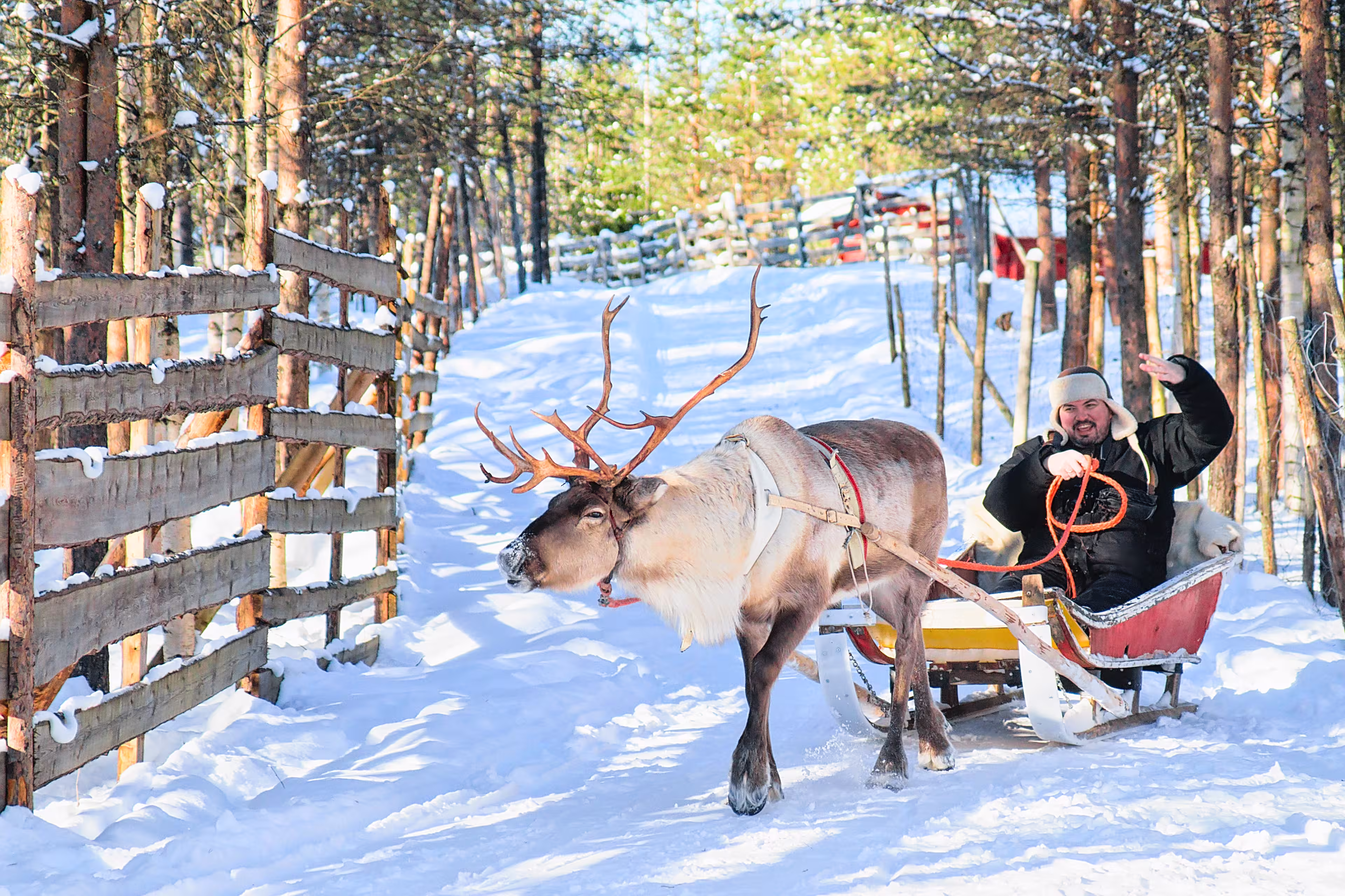 Man riding Reindeer sled in winter Rovaniemi, Lapland, Finland